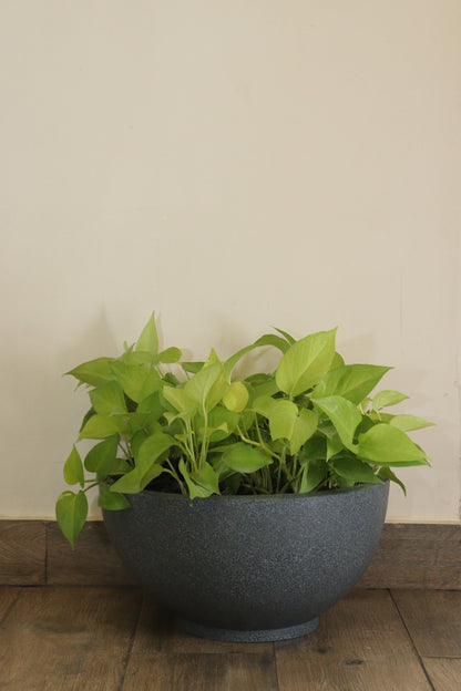 KTR Bowl Planter