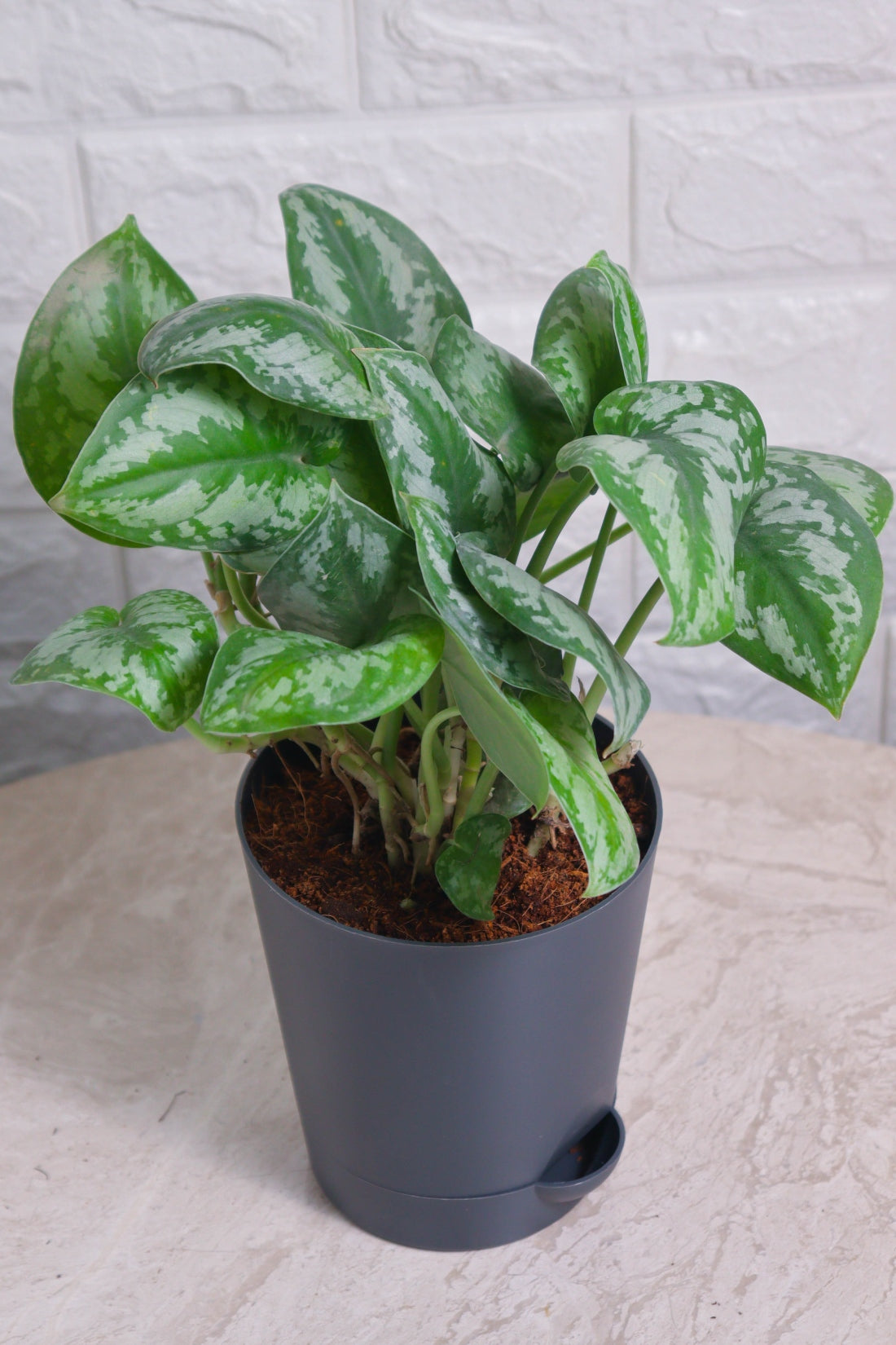 big leaf money plant name Money Plant 'Big Leaf Silver' – Pariworld
