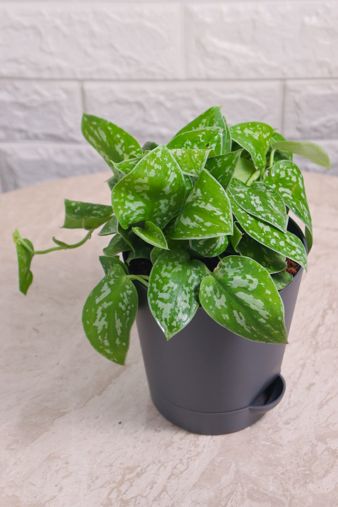 Money Plant (Pothos) Pictus Mini Leaf Silver