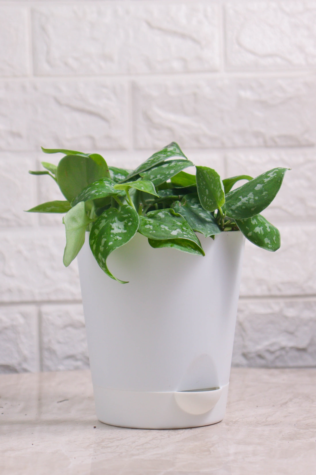 Money Plant (Pothos) Pictus Mini Leaf Silver