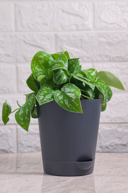 Money Plant (Pothos) Pictus Mini Leaf Silver