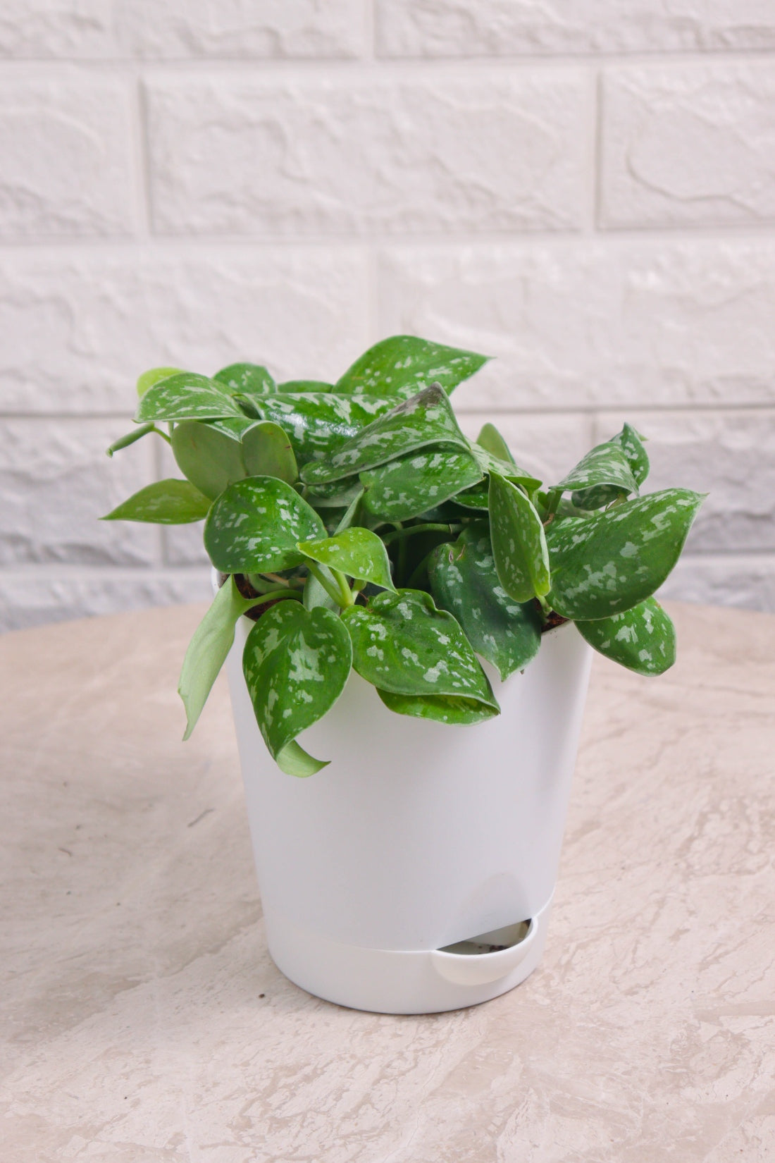 Money Plant (Pothos) Pictus Mini Leaf Silver