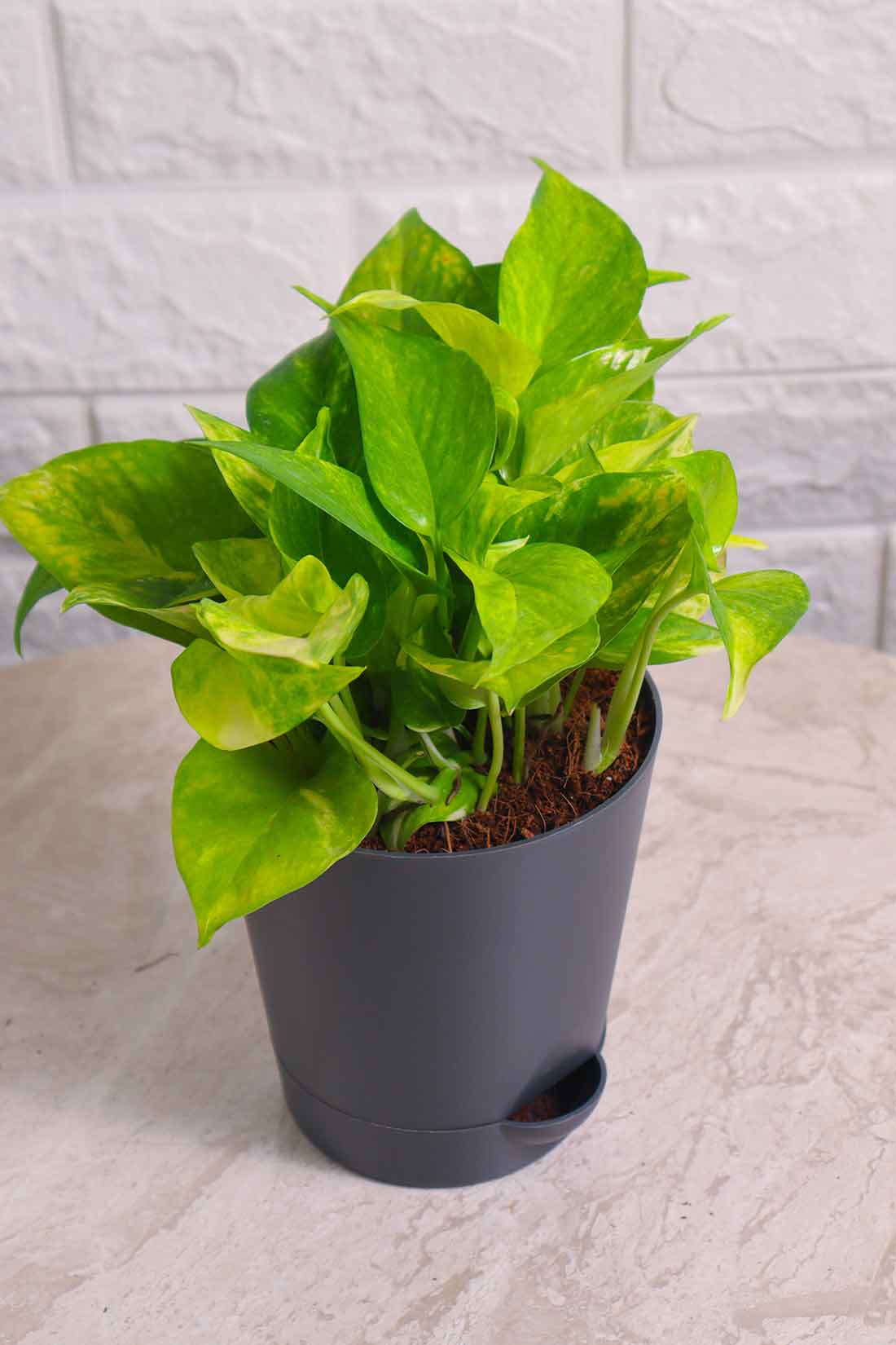 king pothos Money Plant (Pothos) Aureus Gold King – Pariworld