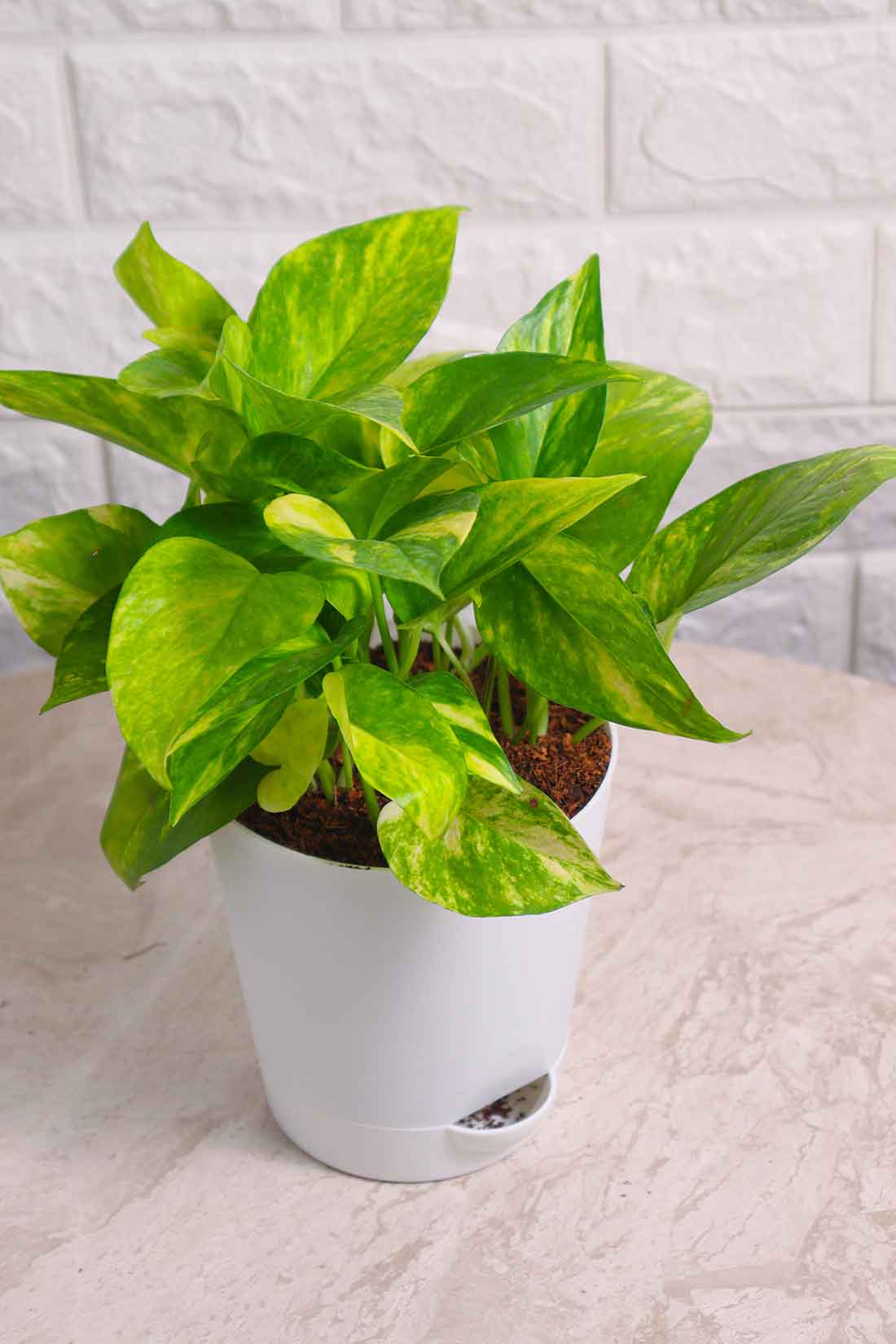 Money Plant (Pothos) Aureus Gold King