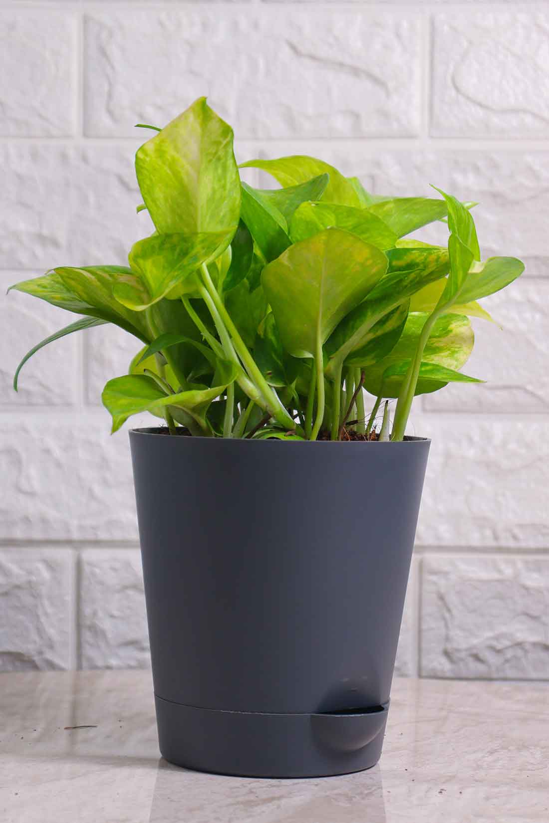 Money Plant (Pothos) Aureus Gold King