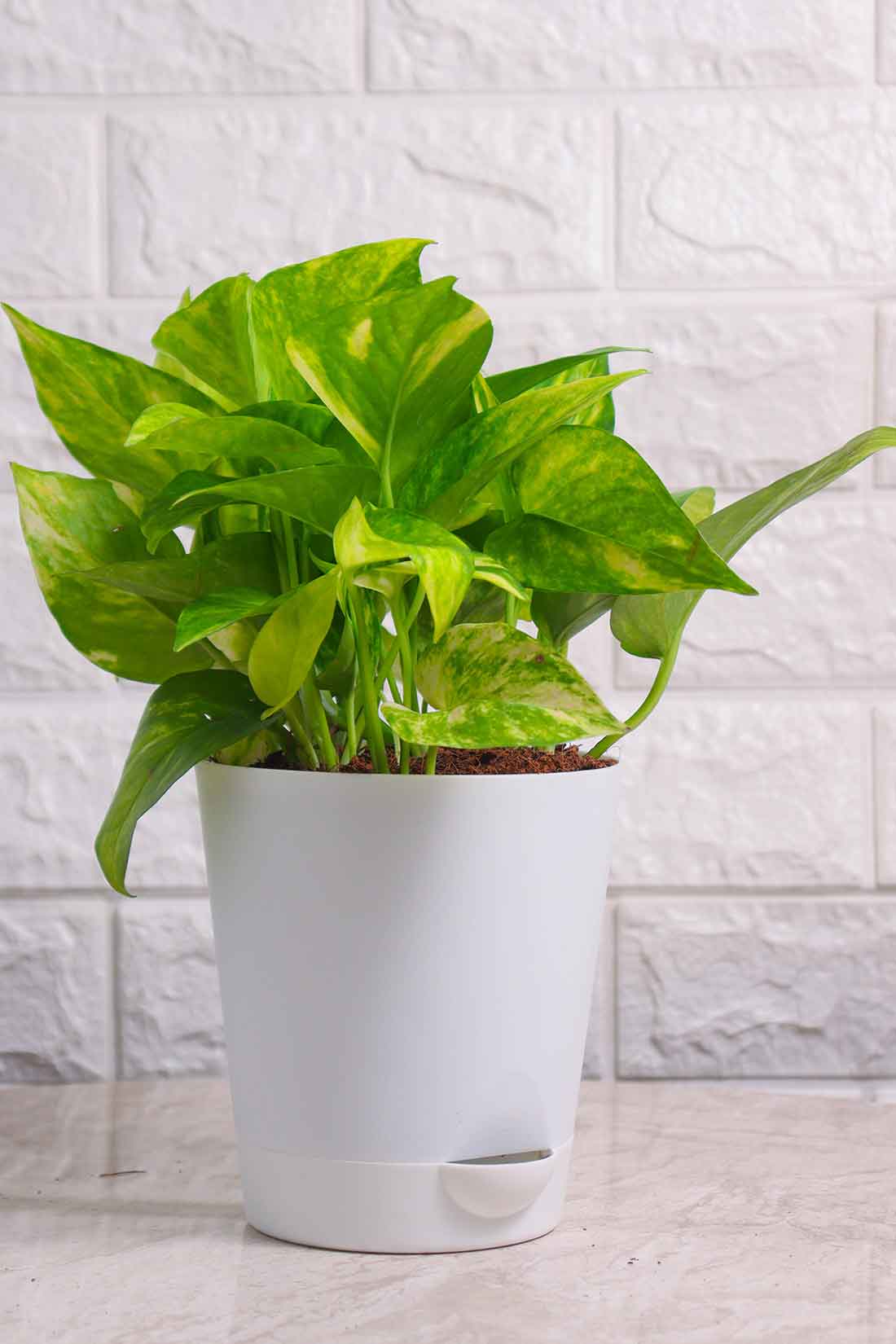 gold money plant Money Plant (Pothos) Aureus Gold King – Pariworld