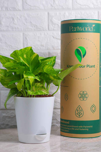 Money Plant (Pothos) Aureus Gold King