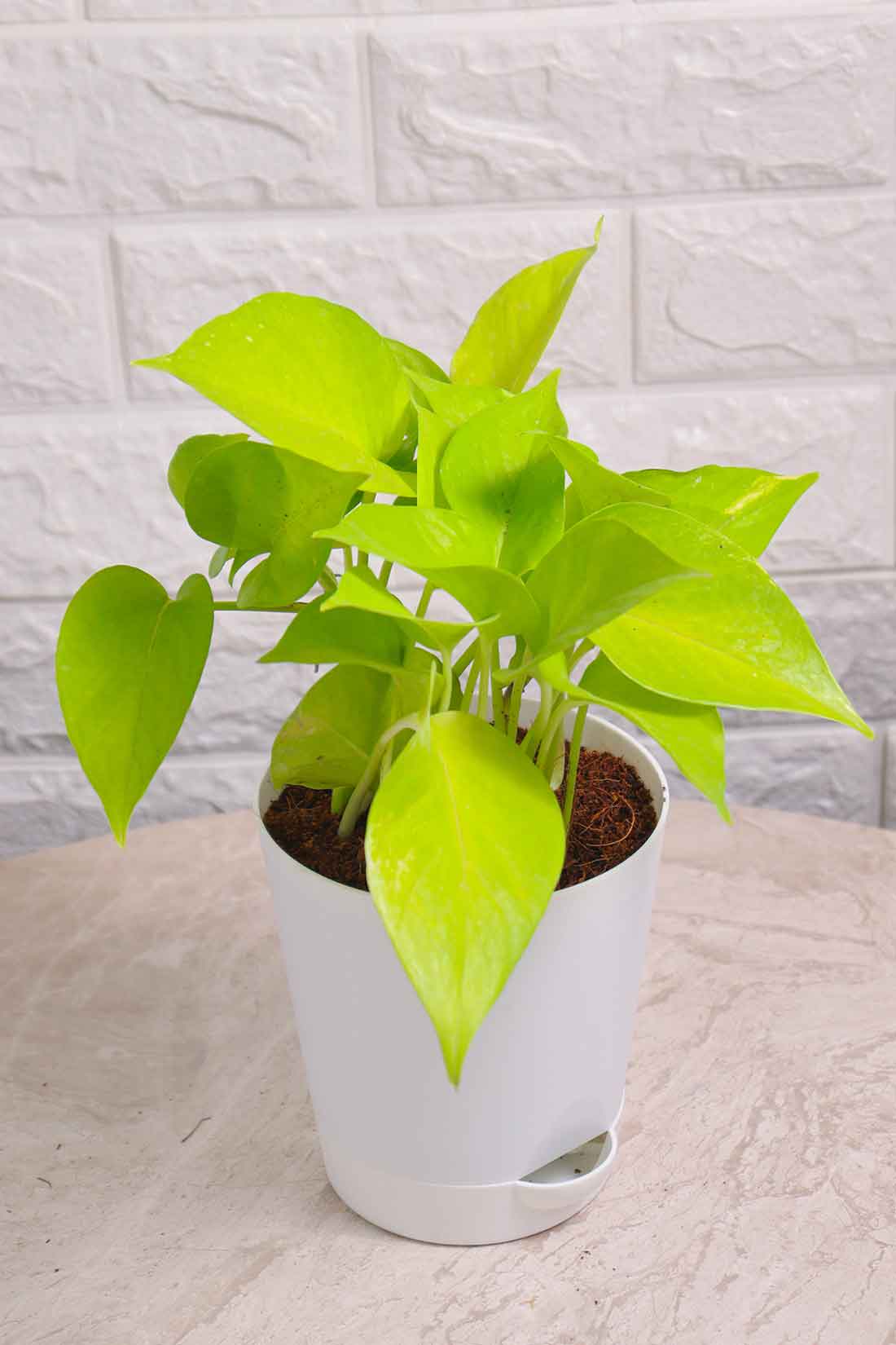 Money Plant Neon (Pothos)