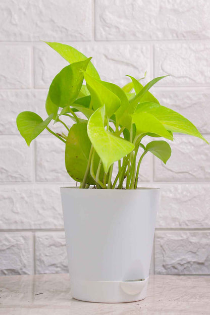 neon money plant Money Plant Neon (Pothos) – Pariworld