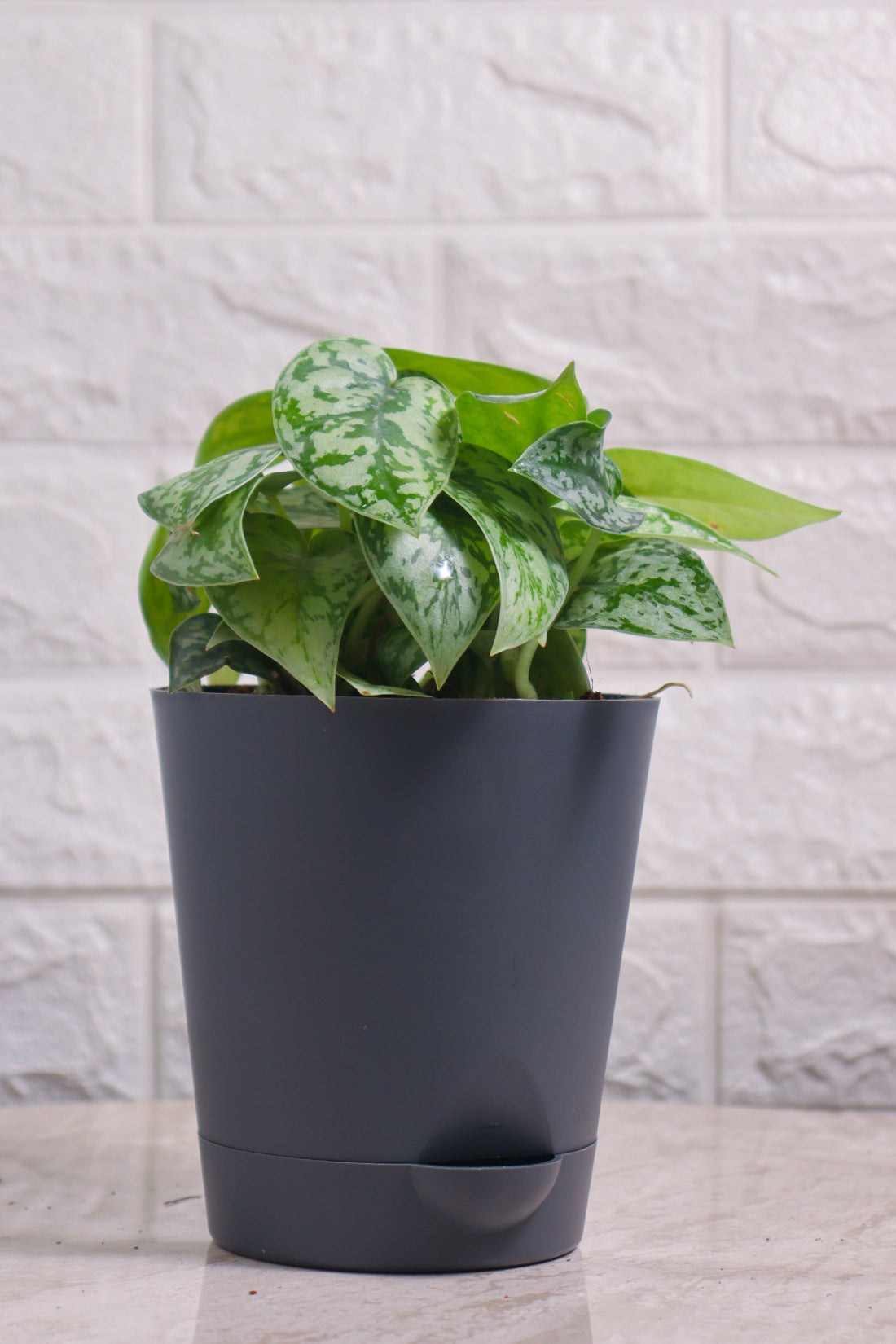 Money Plant (Pothos) Pictus Silver Lady