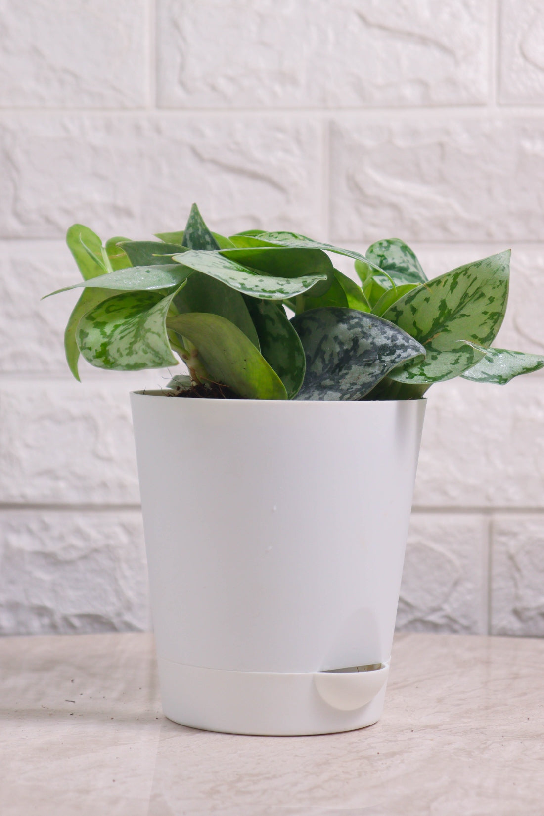 Money Plant (Pothos) Pictus Silver Lady