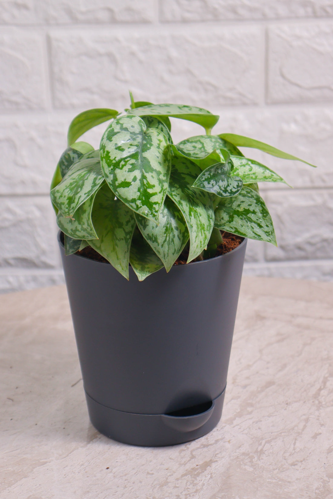 Money Plant (Pothos) Pictus Silver Lady