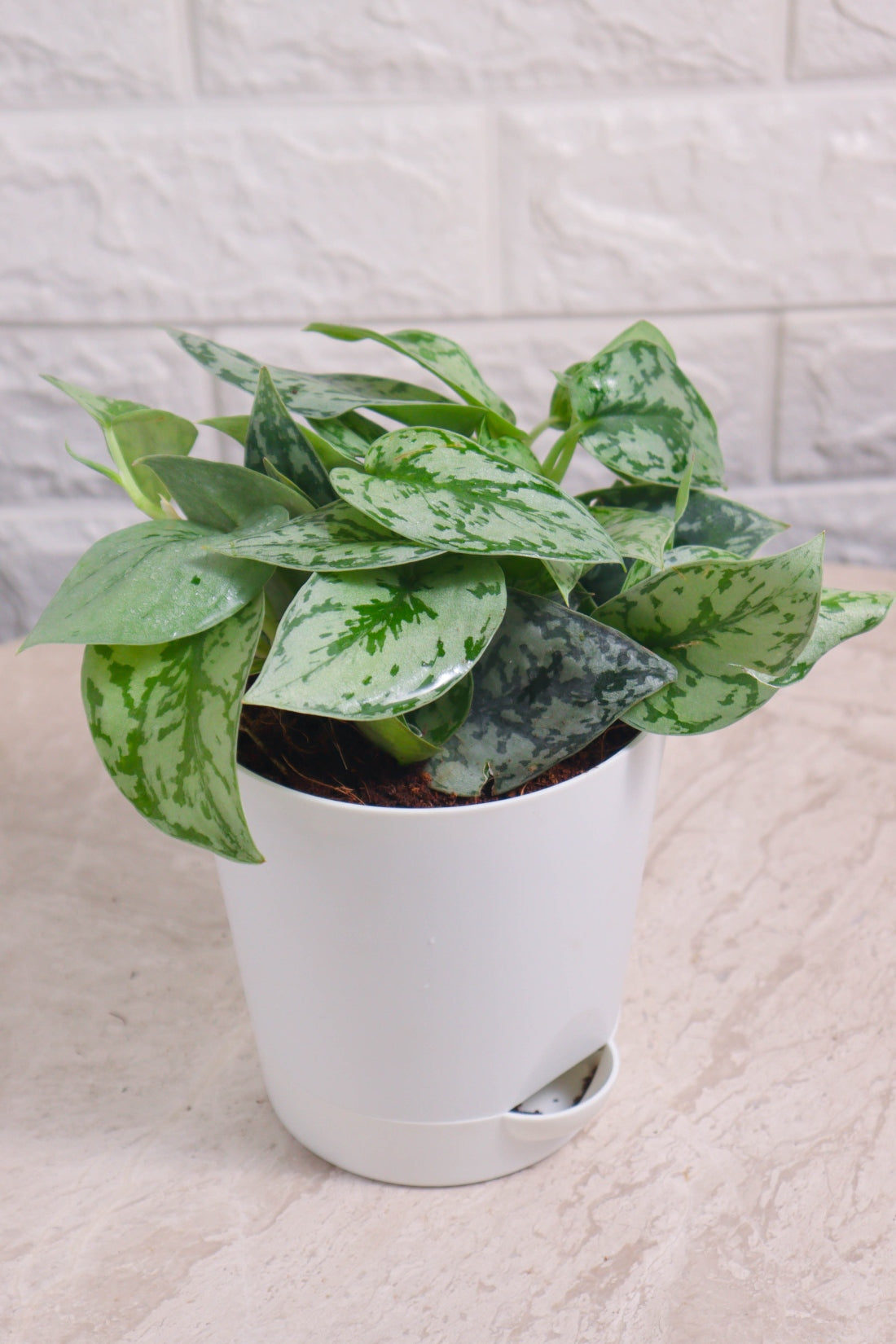 Money Plant (Pothos) Pictus Silver Lady