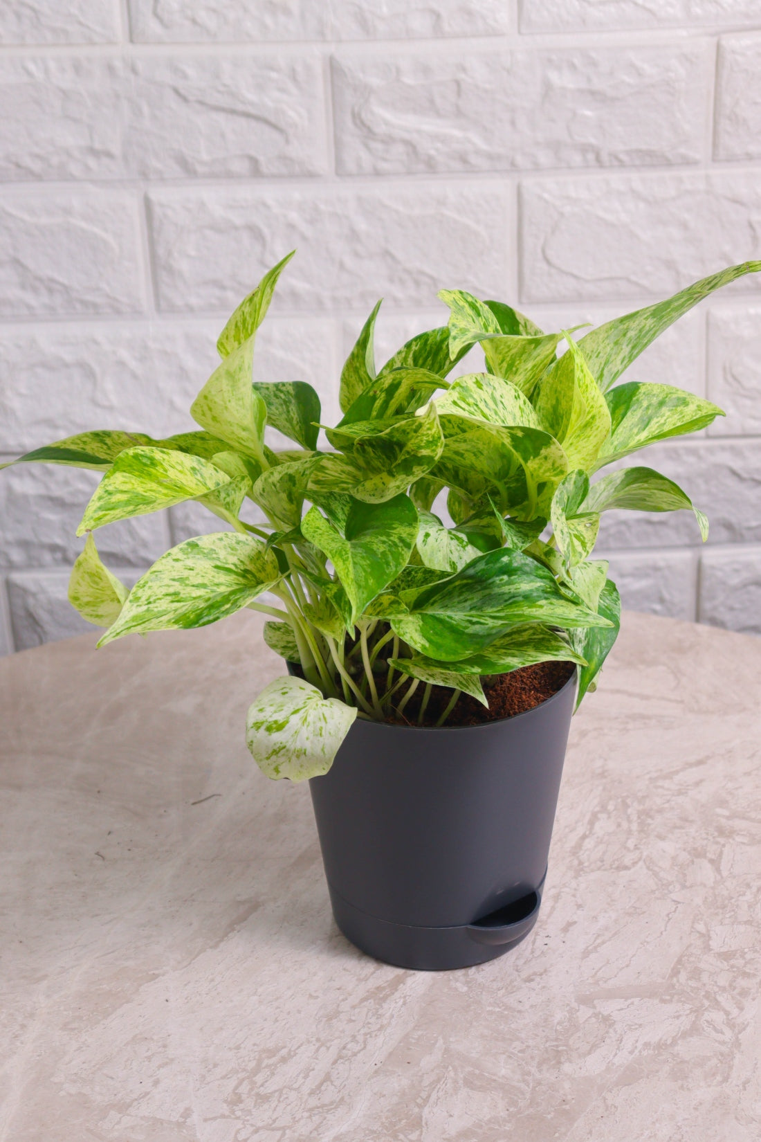 Money Plant (Pothos) Aureus Marble Queen