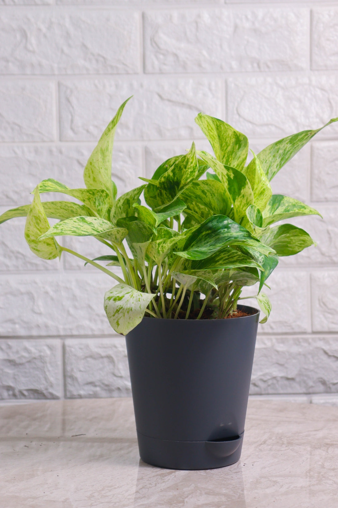 Money Plant (Pothos) Aureus Marble Queen