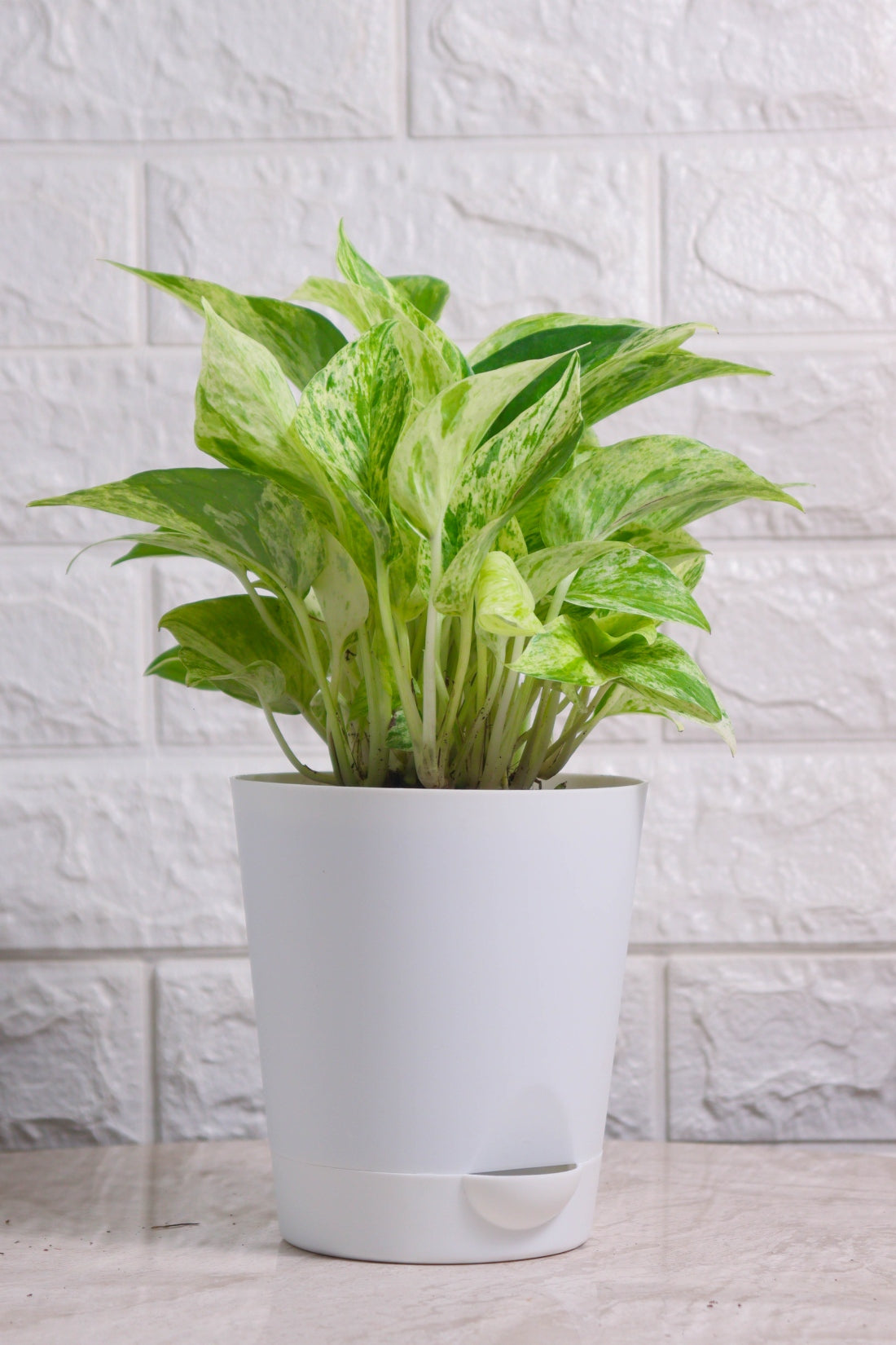 Money Plant (Pothos) Aureus Marble Queen