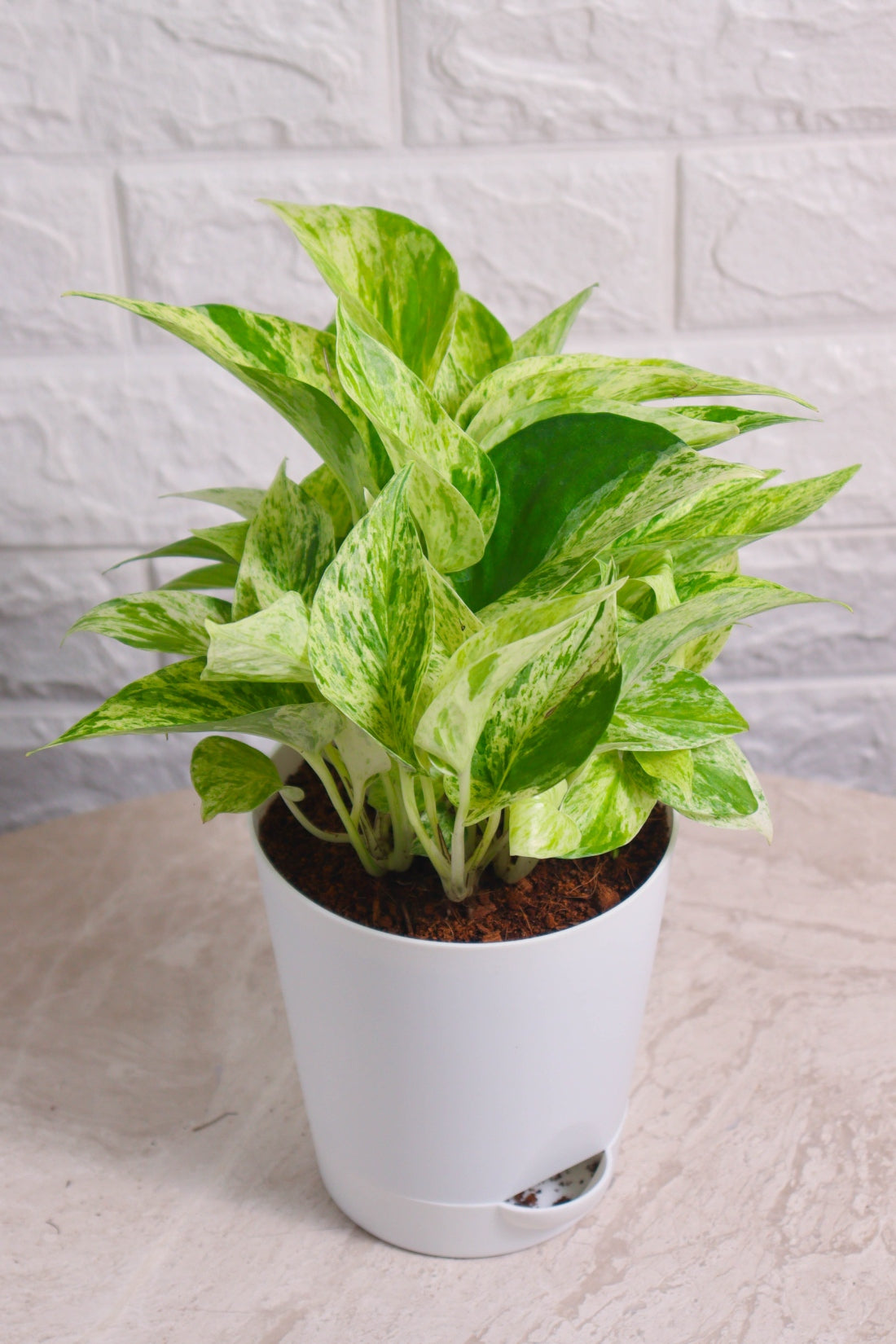 Money Plant (Pothos) Aureus Marble Queen