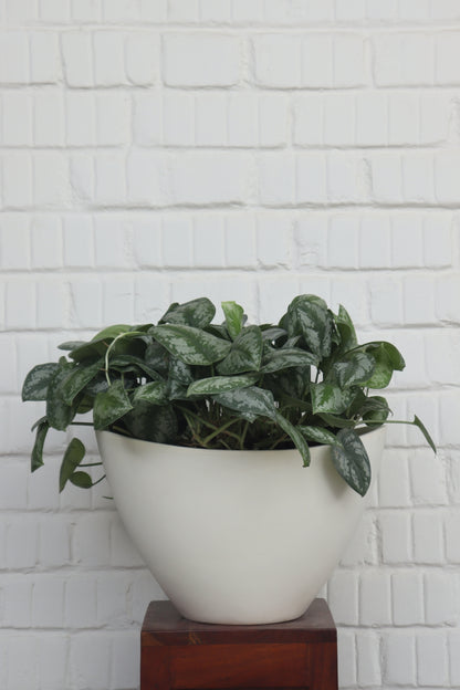 NAV KTR Planter
