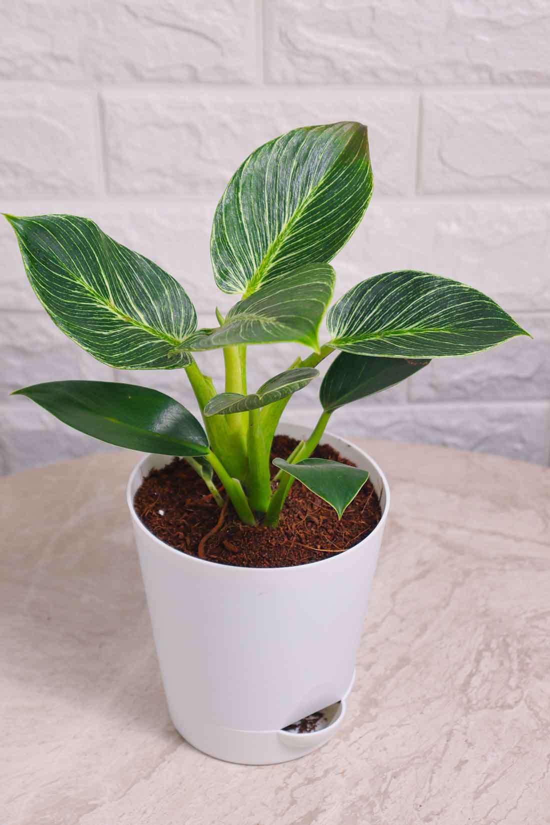 Philodendron Birkin