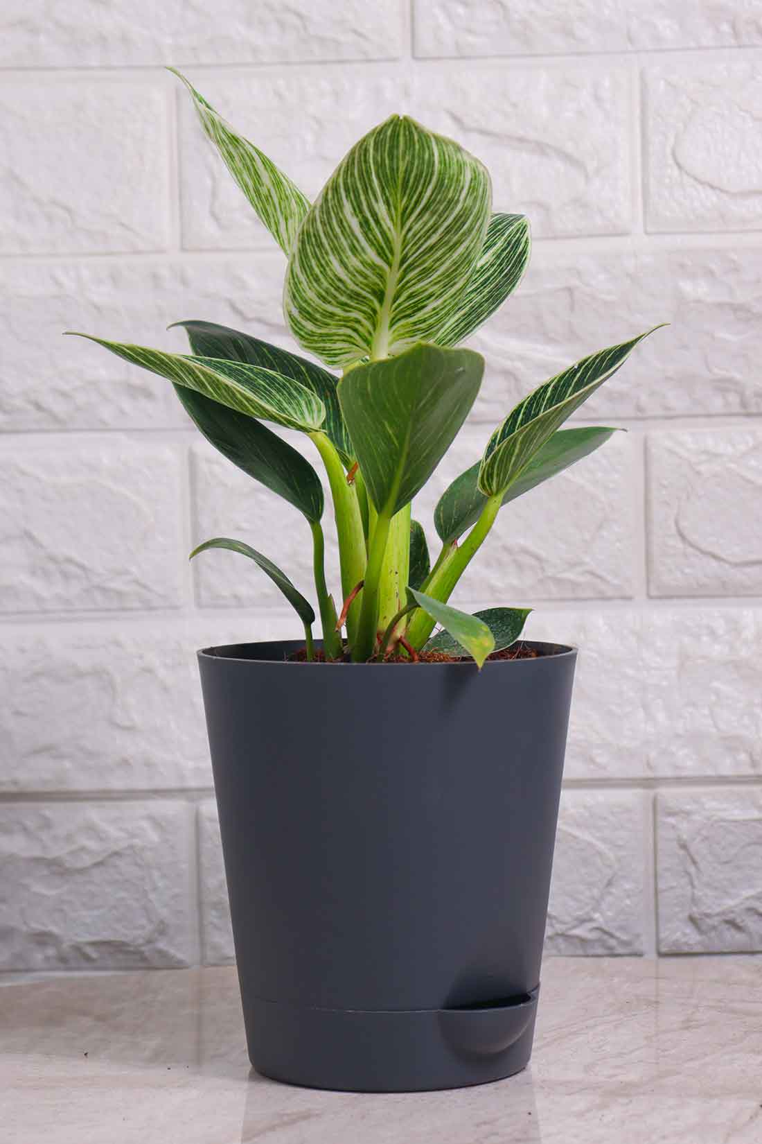 Philodendron Birkin