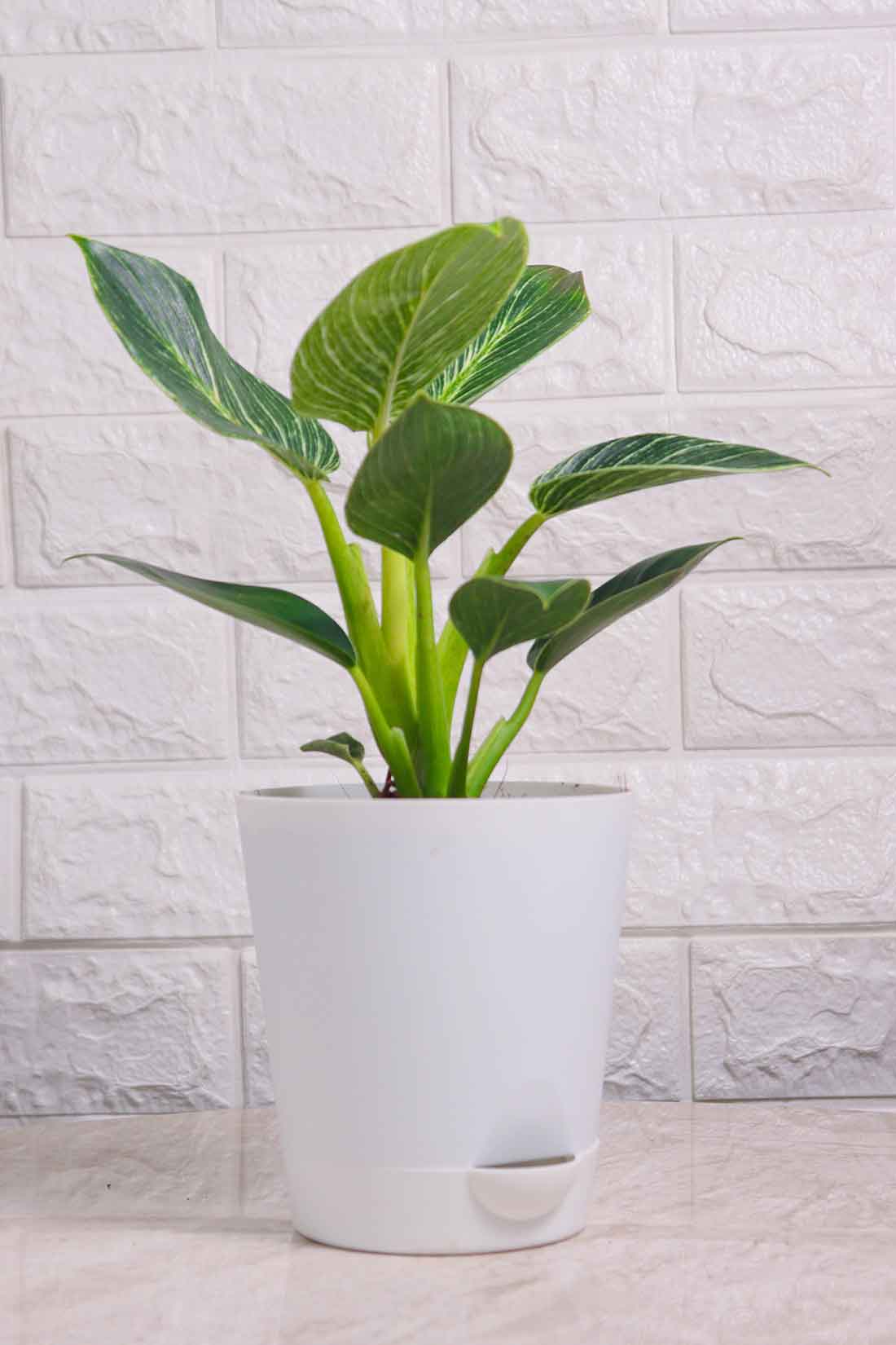 Philodendron Birkin