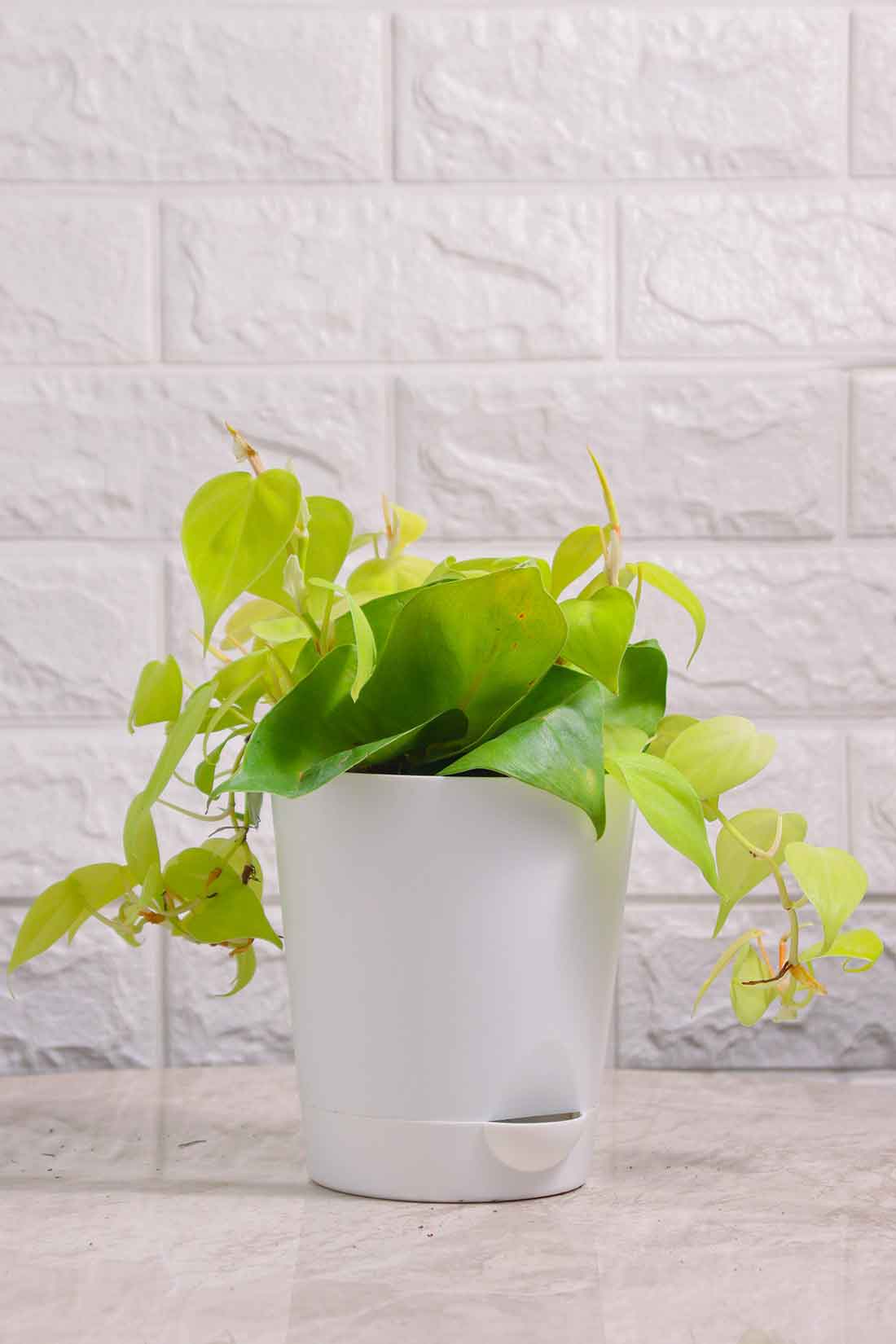 Philodendron Brazil Golden