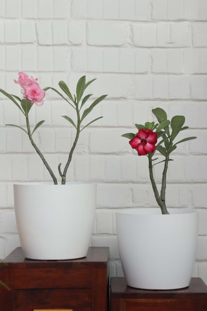 Ronda Big Pot (Set of 2)