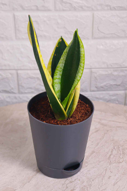 Sansevieria Black Gold (Snake Plant)