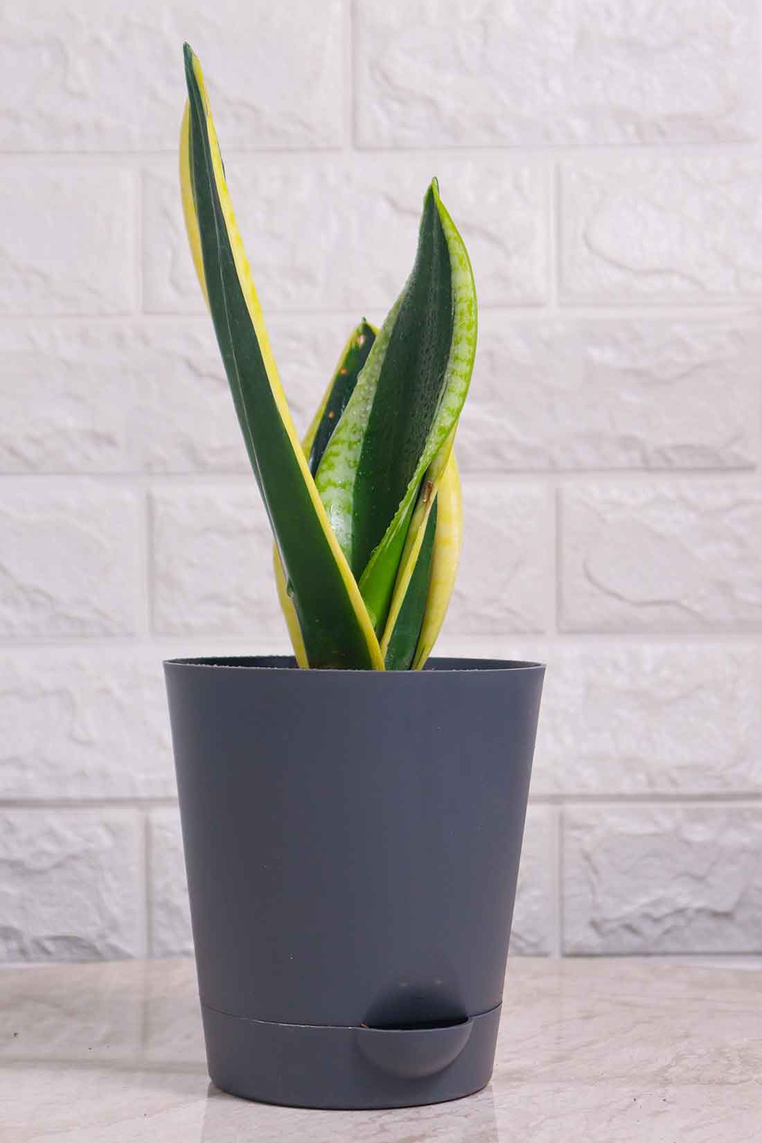 Sansevieria Black Gold (Snake Plant)