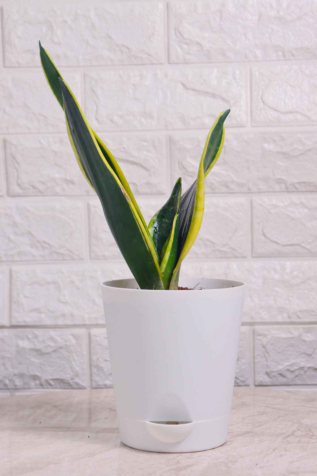 Sansevieria Black Gold (Snake Plant)