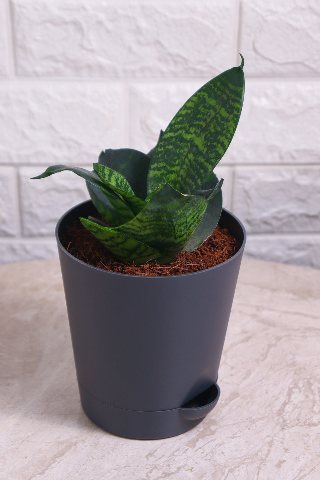 snake plant compacta Sansevieria Green Compacta (Snake Plant – Compact) – Pariworld