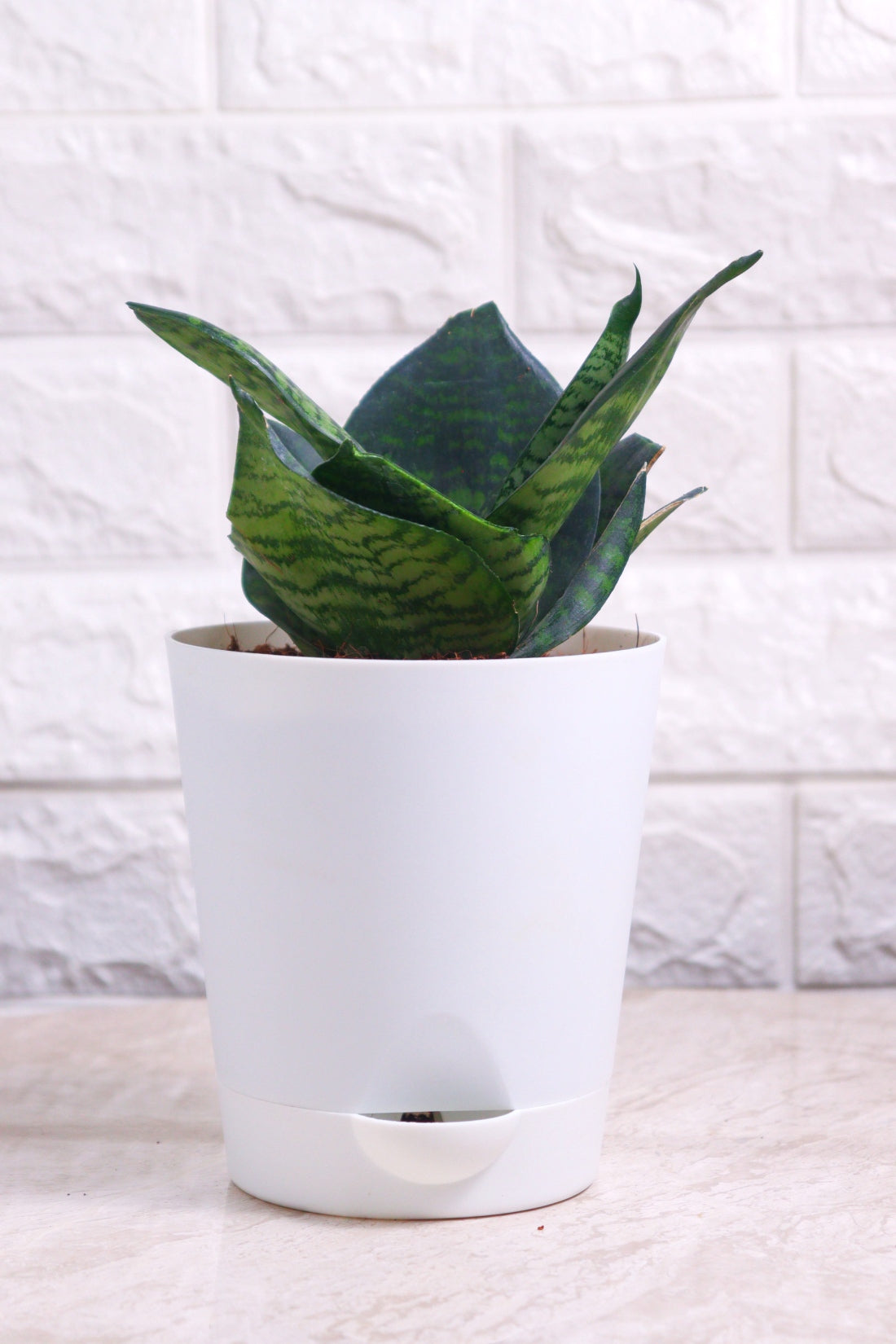 Sansevieria Green Compacta (Snake Plant – Compact)
