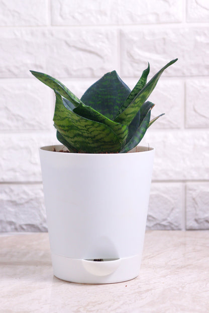 Sansevieria Green Compacta (Snake Plant)