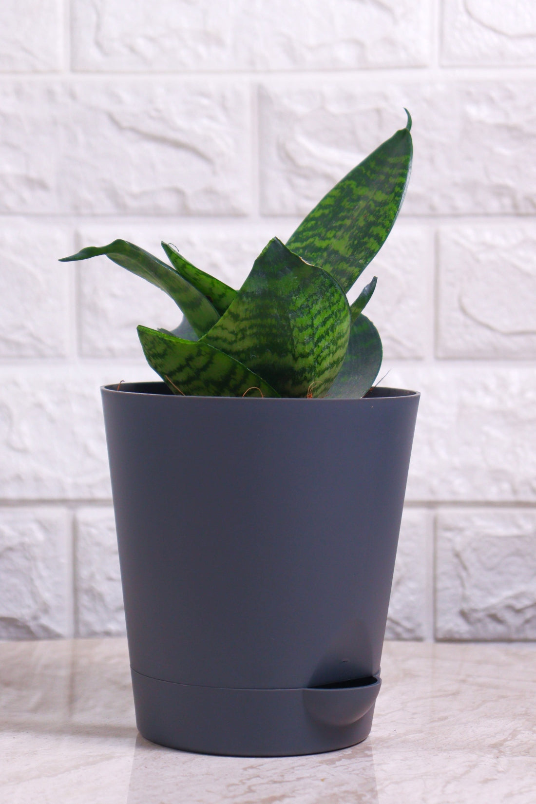 Sansevieria Green Compacta (Snake Plant – Compact)
