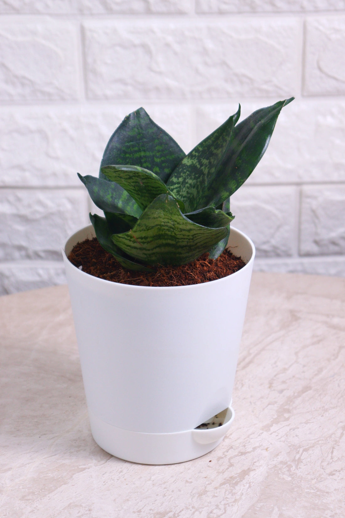 Sansevieria Green Compacta (Snake Plant – Compact)