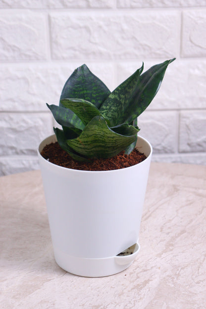 Sansevieria Green Compacta (Snake Plant)