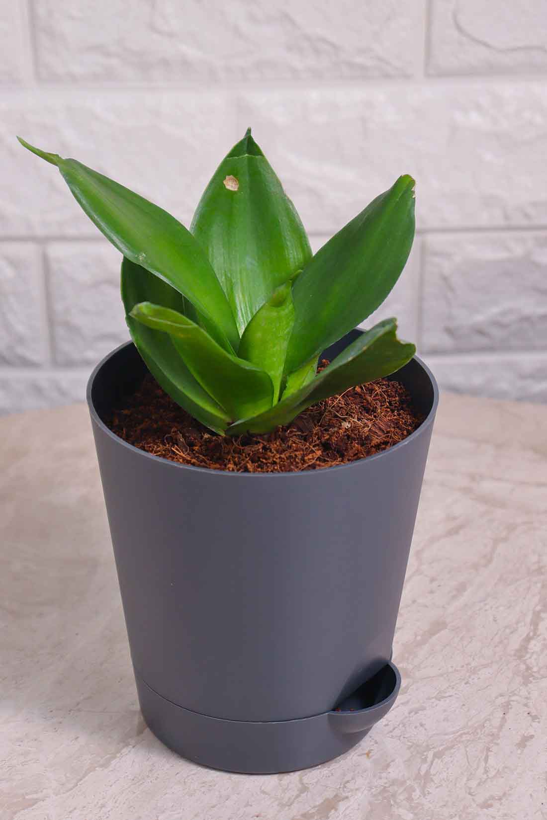 Sansevieria Trifasciata ’Hahnii Favourite Green&