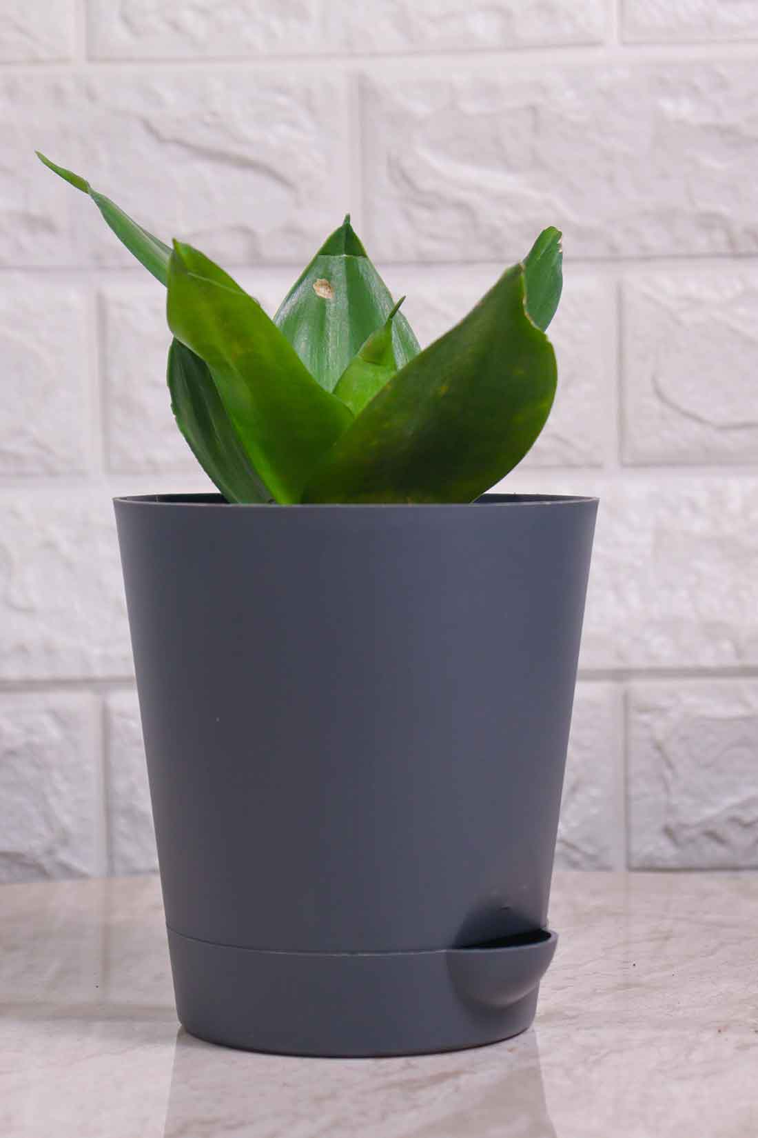 Sansevieria Trifasciata ’Hahnii Favourite Green&