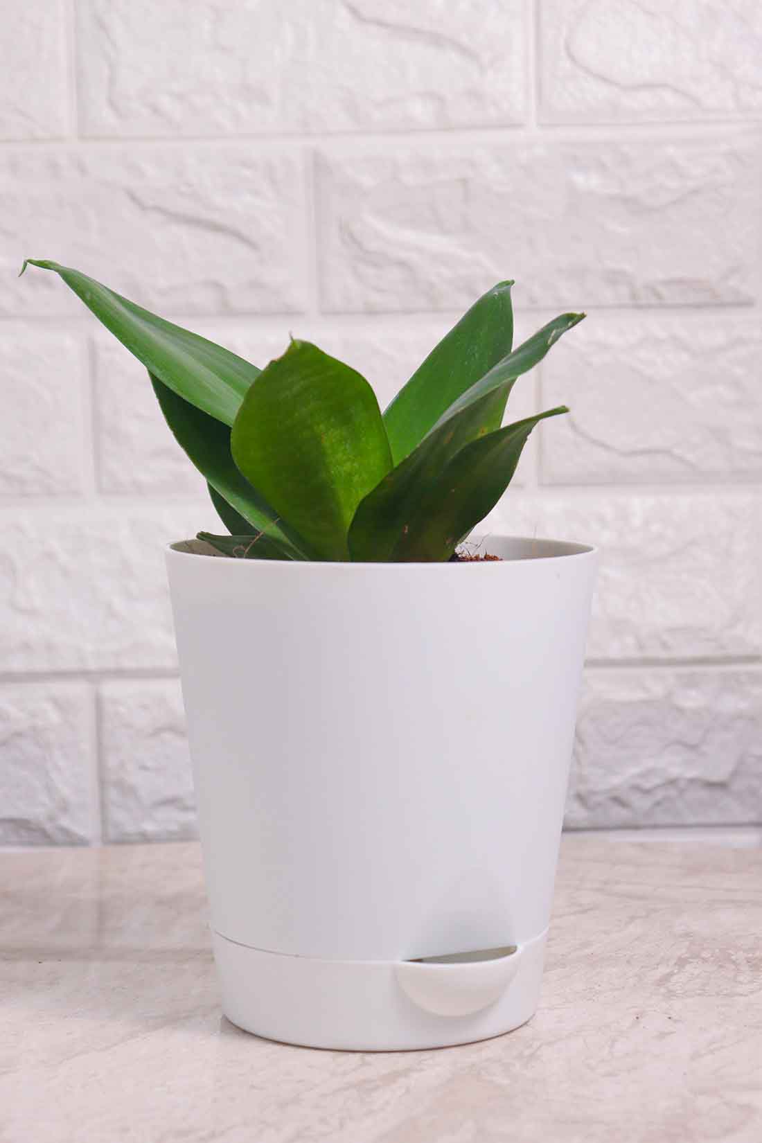 Sansevieria Trifasciata ’Hahnii Favourite Green&