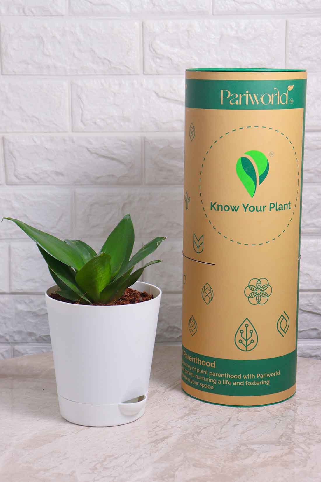 Sansevieria Trifasciata ’Hahnii Favourite Green&