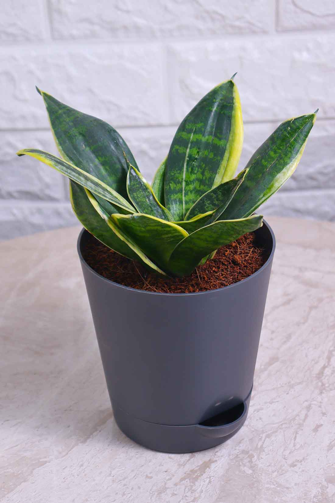 Sansevieria Hahnii Marginata (Snake Plant – Marginata)