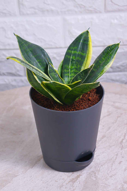 Sansevieria Hahnii Marginata (Snake Plant – Marginata)