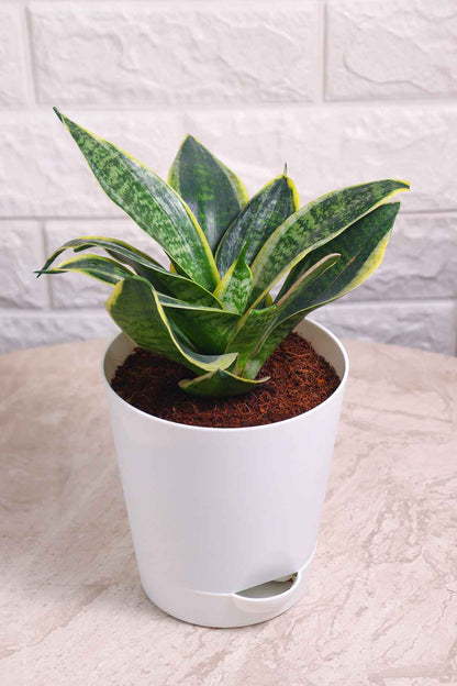 Sanseveria Hahnii Marginata (Snake Plant)