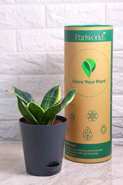 Sansevieria Hahnii Marginata (Snake Plant – Marginata)
