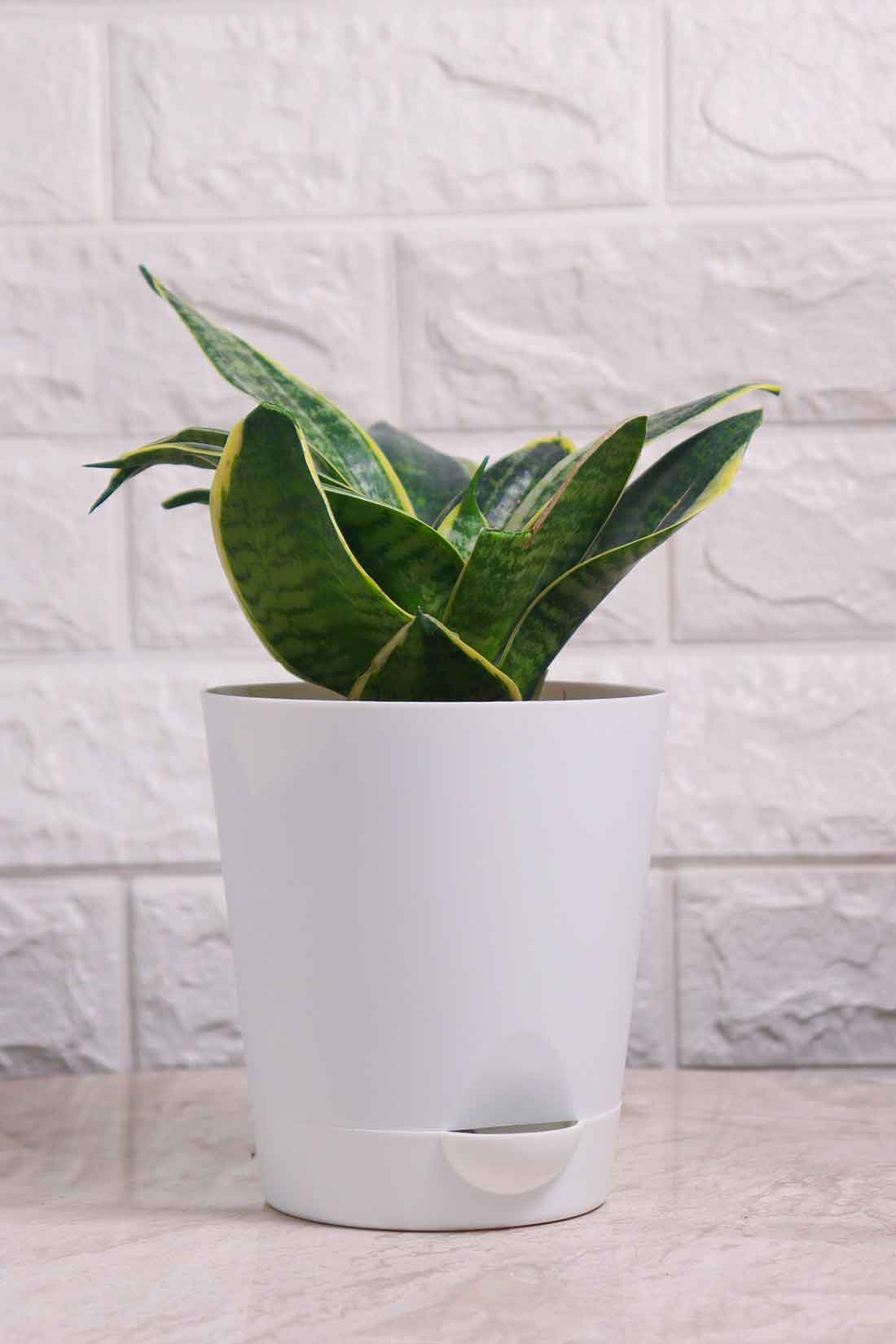 Sansevieria Hahnii Marginata (Snake Plant – Marginata)
