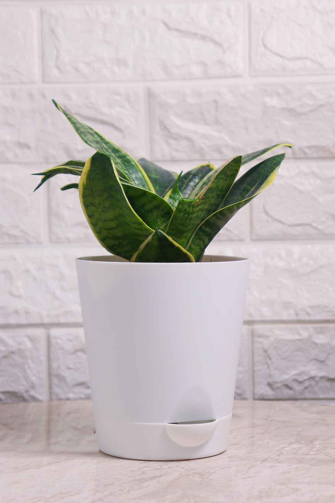 Sanseveria Hahnii Marginata (Snake Plant)