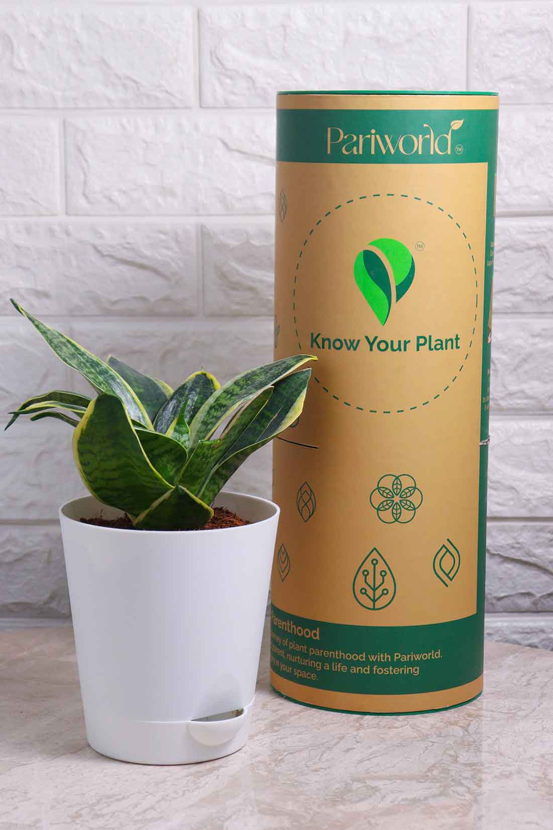 Sansevieria Hahnii Marginata (Snake Plant – Marginata)