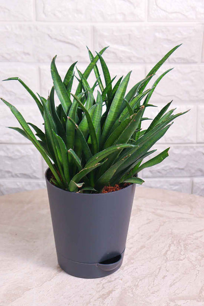 sansevieria lilliput Sansevieria Lilliput (Snake Plant – Lilliput) – Pariworld