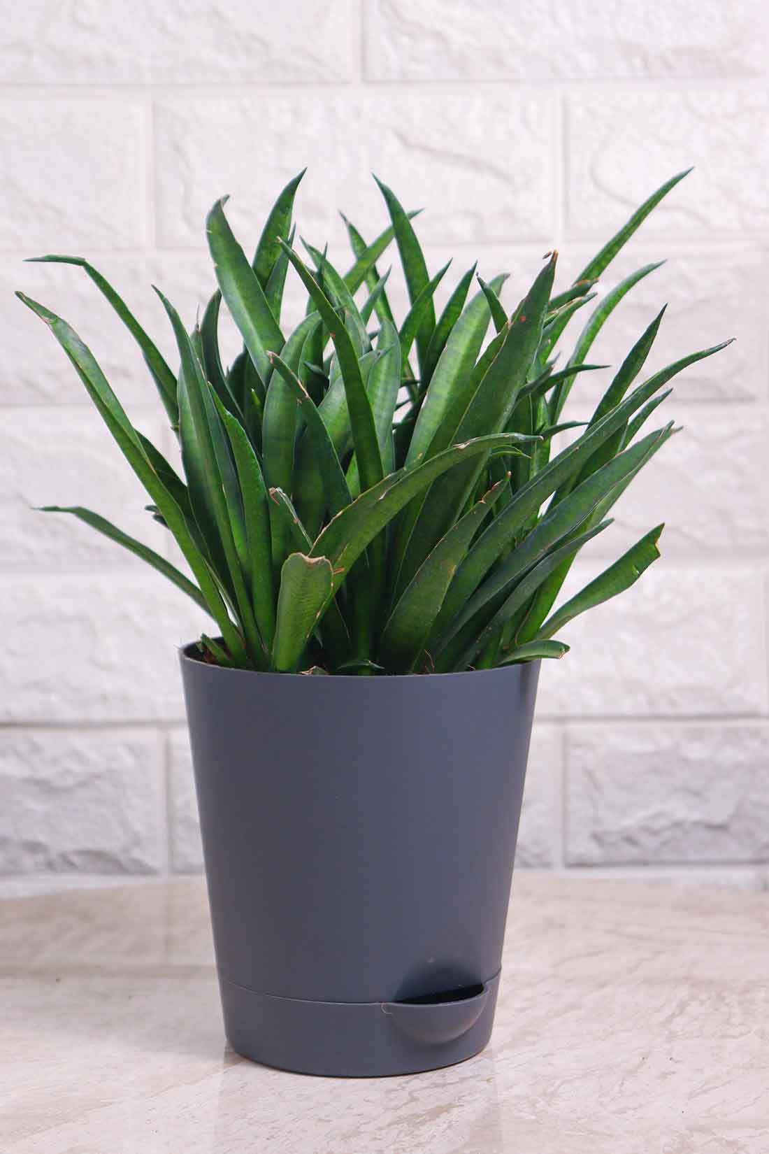 Sansevieria Lilliput (Snake Plant – Lilliput)