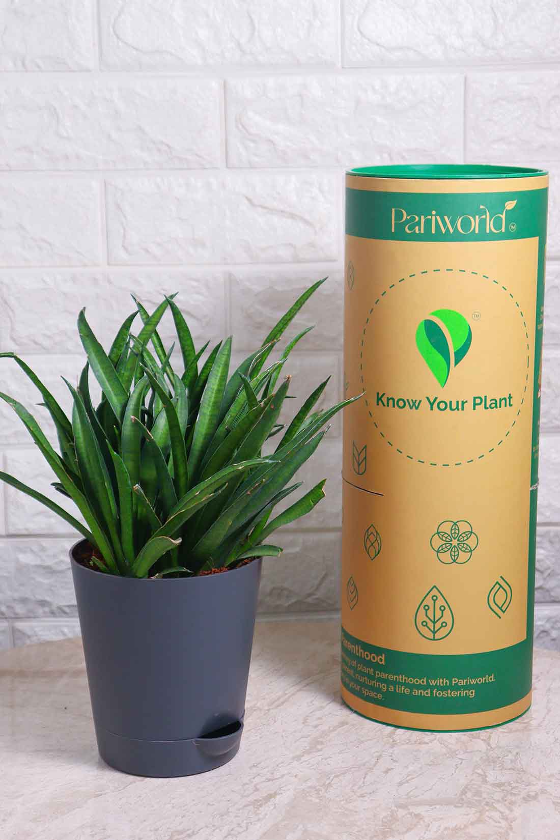 Sansevieria Lilliput (Snake Plant – Lilliput)